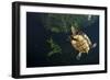 Mesoamerican Slider Turtle - Terrapin (Trachemys Scripta Venusta) in Sinkhole-Claudio Contreras-Framed Photographic Print