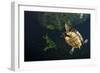 Mesoamerican Slider Turtle - Terrapin (Trachemys Scripta Venusta) in Sinkhole-Claudio Contreras-Framed Photographic Print