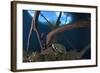 Mesoamerican Slider Turtle - Terrapin (Trachemys Scripta Venusta) in Sinkhole-Claudio Contreras-Framed Photographic Print