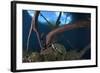 Mesoamerican Slider Turtle - Terrapin (Trachemys Scripta Venusta) in Sinkhole-Claudio Contreras-Framed Photographic Print