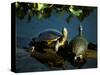 Mesoamerican Slider Turtles, River Chagres, Soberania Forest National Park, Panama-Sergio Pitamitz-Stretched Canvas