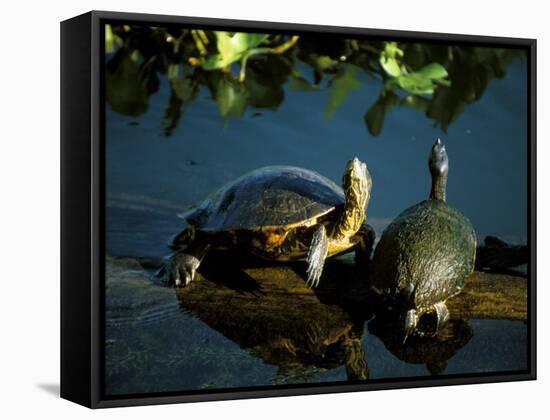 Mesoamerican Slider Turtles, River Chagres, Soberania Forest National Park, Panama-Sergio Pitamitz-Framed Stretched Canvas