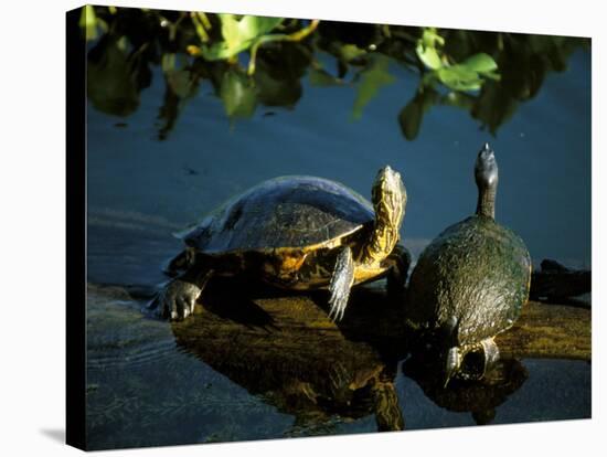 Mesoamerican Slider Turtles, River Chagres, Soberania Forest National Park, Panama-Sergio Pitamitz-Stretched Canvas