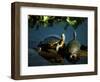 Mesoamerican Slider Turtles, River Chagres, Soberania Forest National Park, Panama-Sergio Pitamitz-Framed Photographic Print