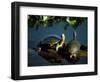 Mesoamerican Slider Turtles, River Chagres, Soberania Forest National Park, Panama-Sergio Pitamitz-Framed Photographic Print