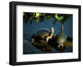 Mesoamerican Slider Turtles, River Chagres, Soberania Forest National Park, Panama-Sergio Pitamitz-Framed Photographic Print