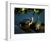 Mesoamerican Slider Turtles, River Chagres, Soberania Forest National Park, Panama-Sergio Pitamitz-Framed Photographic Print