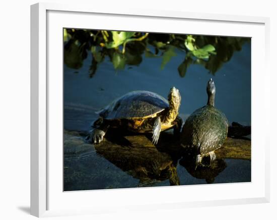Mesoamerican Slider Turtles, River Chagres, Soberania Forest National Park, Panama-Sergio Pitamitz-Framed Photographic Print