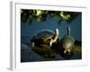 Mesoamerican Slider Turtles, River Chagres, Soberania Forest National Park, Panama-Sergio Pitamitz-Framed Photographic Print