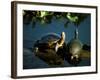 Mesoamerican Slider Turtles, River Chagres, Soberania Forest National Park, Panama-Sergio Pitamitz-Framed Photographic Print