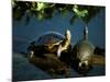 Mesoamerican Slider Turtles, River Chagres, Soberania Forest National Park, Panama-Sergio Pitamitz-Mounted Photographic Print