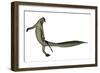 Mesosaurus Dinosaur-Stocktrek Images-Framed Art Print