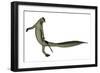 Mesosaurus Dinosaur-Stocktrek Images-Framed Art Print