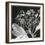 Mespilus Dxyacantha-Thea Schrack-Framed Giclee Print