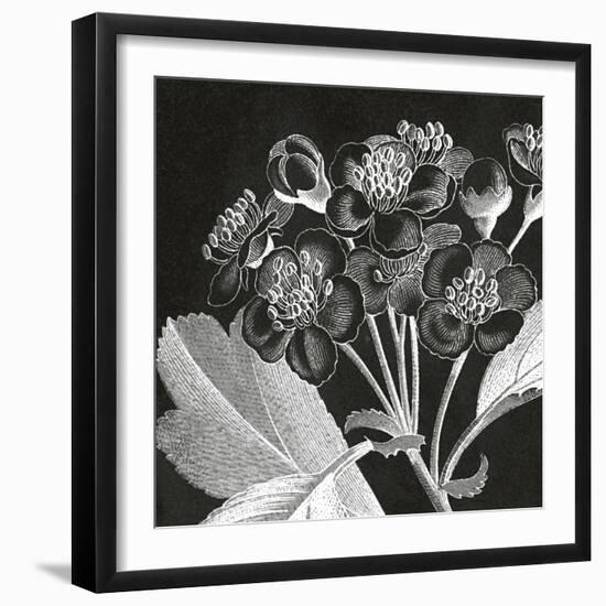 Mespilus Dxyacantha-Thea Schrack-Framed Giclee Print