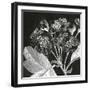 Mespilus Dxyacantha-Thea Schrack-Framed Giclee Print