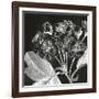 Mespilus Dxyacantha-Thea Schrack-Framed Giclee Print