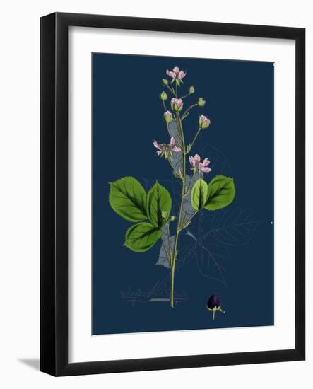 Mespilus Germanica; Wild Medlar-null-Framed Giclee Print