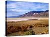 Mesquite and the Black Mountains of the Amaragosa Range, Death Valley National Park, CA-Bernard Friel-Stretched Canvas