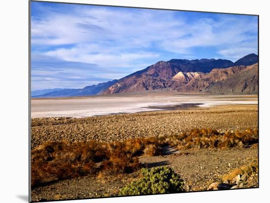 Mesquite and the Black Mountains of the Amaragosa Range, Death Valley National Park, CA-Bernard Friel-Mounted Photographic Print