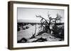 Mesquite Flat Sans Dunes - Stovepipe wells village - Death Valley National Park - California - USA -Philippe Hugonnard-Framed Photographic Print