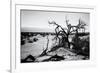 Mesquite Flat Sans Dunes - Stovepipe wells village - Death Valley National Park - California - USA -Philippe Hugonnard-Framed Photographic Print