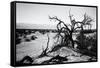 Mesquite Flat Sans Dunes - Stovepipe wells village - Death Valley National Park - California - USA -Philippe Hugonnard-Framed Stretched Canvas