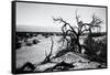 Mesquite Flat Sans Dunes - Stovepipe wells village - Death Valley National Park - California - USA -Philippe Hugonnard-Framed Stretched Canvas