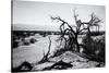 Mesquite Flat Sans Dunes - Stovepipe wells village - Death Valley National Park - California - USA -Philippe Hugonnard-Stretched Canvas