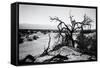 Mesquite Flat Sans Dunes - Stovepipe wells village - Death Valley National Park - California - USA -Philippe Hugonnard-Framed Stretched Canvas