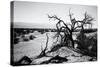 Mesquite Flat Sans Dunes - Stovepipe wells village - Death Valley National Park - California - USA -Philippe Hugonnard-Stretched Canvas