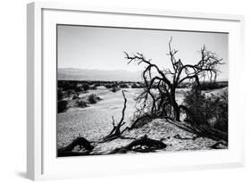 Mesquite Flat Sans Dunes - Stovepipe wells village - Death Valley National Park - California - USA -Philippe Hugonnard-Framed Photographic Print