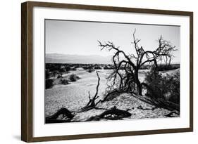 Mesquite Flat Sans Dunes - Stovepipe wells village - Death Valley National Park - California - USA -Philippe Hugonnard-Framed Photographic Print