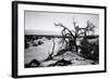 Mesquite Flat Sans Dunes - Stovepipe wells village - Death Valley National Park - California - USA -Philippe Hugonnard-Framed Photographic Print