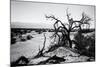 Mesquite Flat Sans Dunes - Stovepipe wells village - Death Valley National Park - California - USA -Philippe Hugonnard-Mounted Photographic Print