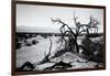 Mesquite Flat Sans Dunes - Stovepipe wells village - Death Valley National Park - California - USA -Philippe Hugonnard-Framed Photographic Print