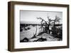 Mesquite Flat Sans Dunes - Stovepipe wells village - Death Valley National Park - California - USA -Philippe Hugonnard-Framed Photographic Print