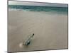 Message in a Bottle on a Tropical Beach, Kuramathi Island, Ari Atoll, Maldives, Indian Ocean, Asia-Angelo Cavalli-Mounted Photographic Print