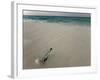 Message in a Bottle on a Tropical Beach, Kuramathi Island, Ari Atoll, Maldives, Indian Ocean, Asia-Angelo Cavalli-Framed Photographic Print