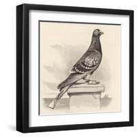 Messenger Pigeon with Message Strapped to Foot-J. Carter-beard-Framed Art Print