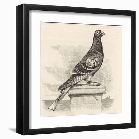 Messenger Pigeon with Message Strapped to Foot-J. Carter-beard-Framed Art Print