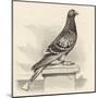 Messenger Pigeon with Message Strapped to Foot-J. Carter-beard-Mounted Art Print