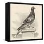 Messenger Pigeon with Message Strapped to Foot-J. Carter-beard-Framed Stretched Canvas