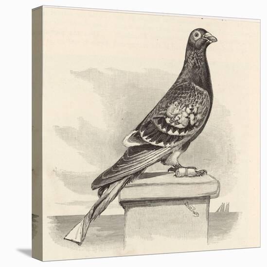 Messenger Pigeon with Message Strapped to Foot-J. Carter-beard-Stretched Canvas