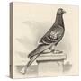 Messenger Pigeon with Message Strapped to Foot-J. Carter-beard-Stretched Canvas