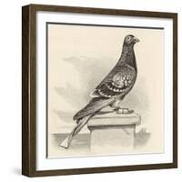 Messenger Pigeon with Message Strapped to Foot-J. Carter-beard-Framed Art Print