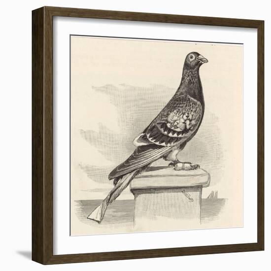 Messenger Pigeon with Message Strapped to Foot-J. Carter-beard-Framed Art Print