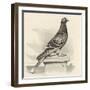 Messenger Pigeon with Message Strapped to Foot-J. Carter-beard-Framed Art Print