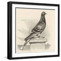 Messenger Pigeon with Message Strapped to Foot-J. Carter-beard-Framed Art Print