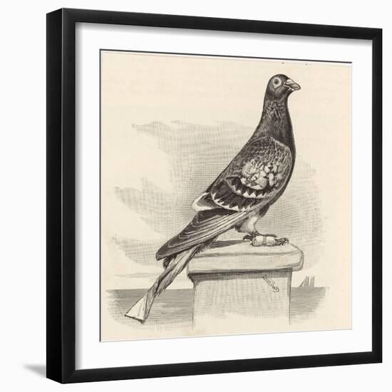 Messenger Pigeon with Message Strapped to Foot-J. Carter-beard-Framed Art Print